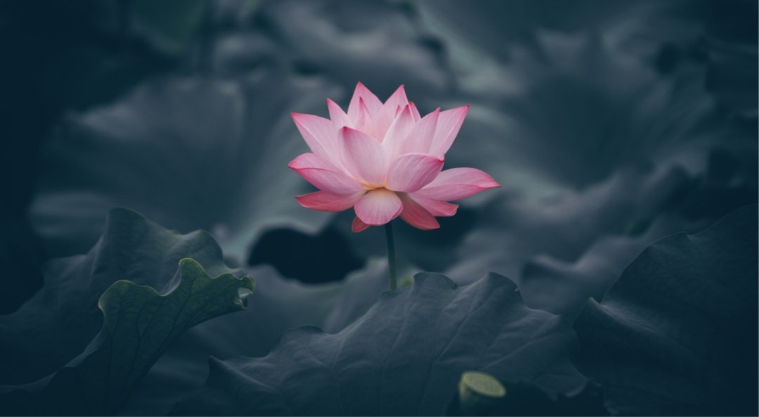 Teratai dengan sempurna melambangkan konsep ilahi hidup sehat